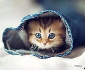 娱乐吃瓜君罗小猫,娱乐吃瓜界的“猫界网红”